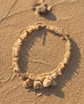 Sandbar Shell Charm Necklace