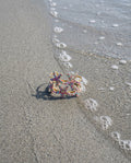 Pastel Shoreline Starfish Bangle