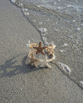 Natural Tide Starfish Cuff